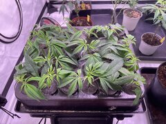 IMG_5901.jpeg