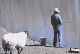 1589443254_pingmouton.gif.e4ab8b303ed400955fa150df50bffc7e.gif