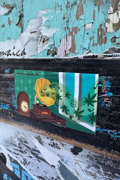 christiania-seeds-strain-sticker-jazz-plant.thumb.jpg.760ff636f010809592f85f998bafb9cb.jpg