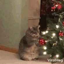 kitty-claws-christmas-tree-cat-playing-with-christmas-tree.gif.e2bf40d2f7c5202816efa926be0043d8.gif