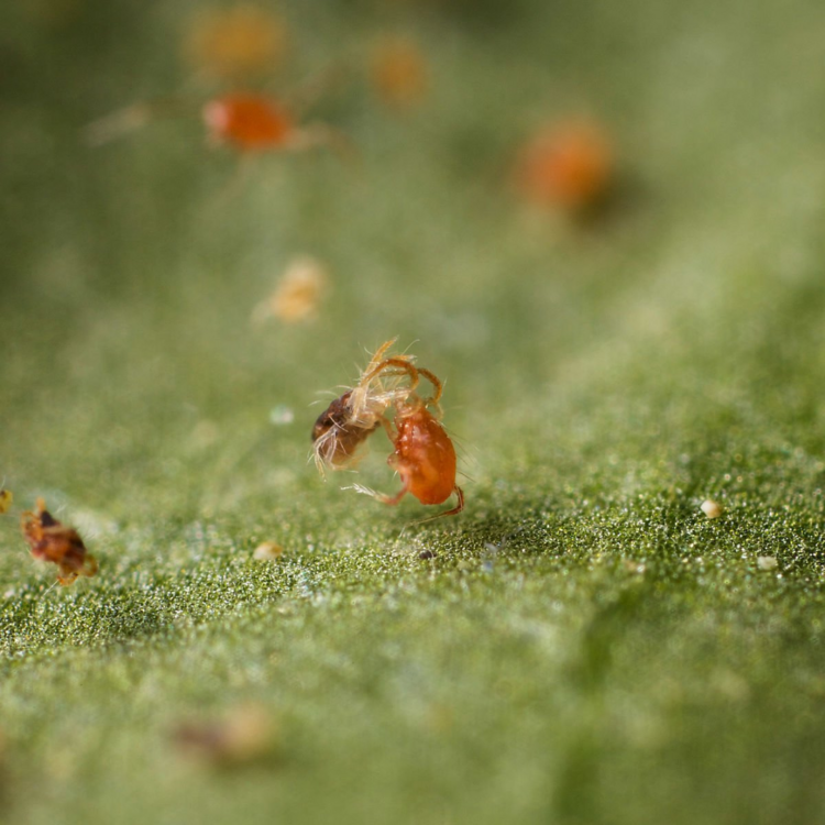 red-spider-mite-Phytoseiulus-persimilis-predator_1200x.thumb.png.60ac5f235a945e342a6083932e519dae.png.346cc89a0d9735e4bb766f30f0cf71ad.png