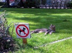Tranquille le chat