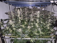 12/12 +49
