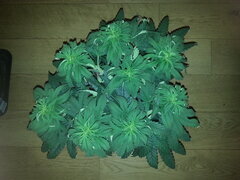ELEVEN ROSES, DELICIOUS SEEDS
