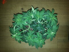 MOTOR MINT, RIPPER SEEDS