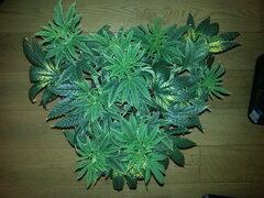 KOSHER KUSH, RESERVA PRIVADA