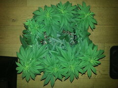 FROSTY'S LEMON PIE, CALIFROSTY