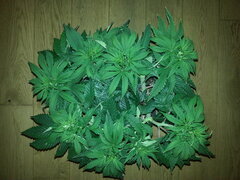 FIZZY FUEL, BLUEDOG GENETICS