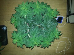 JACK EL FRUTERO, PHILOSOPHER SEEDS