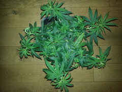 HAZE X KALI CHINA, ACE SEEDS