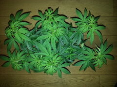 ZAMALDELICA, ACE SEEDS