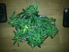 GOLDEN TIGER 3rd VERSION, ACE SEEDS