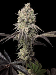 Tropico'Ozz by Perfect Tree Seed