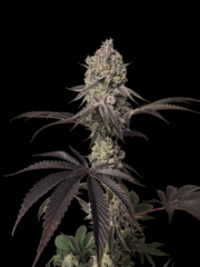 Tropico'Ozz by Perfect Tree Seed