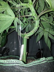 KOSHER KUSH, RESERVA PRIVADA