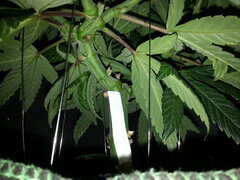 MOTOR MINT, RIPPER SEEDS