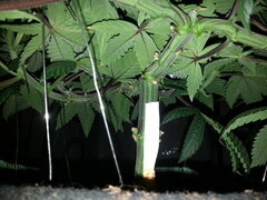 FROSTY'S LEMON PIE, CALIFROSTY