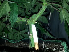 FIZZY FUEL, BLUEDOG GENETICS
