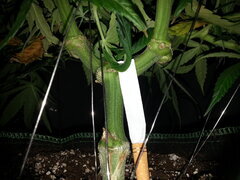 HAZE X KALI CHINA, ACE SEEDS