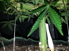 ZAMALDELICA, ACE SEEDS