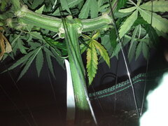 GOLDEN TIGER 3rd VERSION, ACE SEEDS