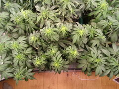 ELEVEN ROSES, DELICIOUS SEEDS