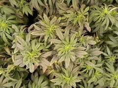 KOSHER KUSH, RESERVA PRIVADA