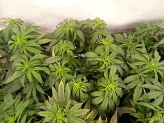 MOTOR MINT, RIPPER SEEDS