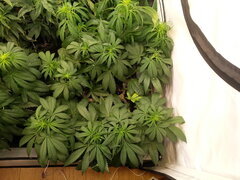FROSTY'S LEMON PIE, CALIFROSTY