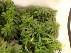 FIZZY FUEL, BLUEDOG GENETICS