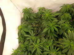 JACK EL FRUTERO, PHILOSOPHER SEEDS