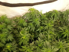 HAZE X KALI CHINA, ACE SEEDS