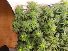 ZAMALDELICA, ACE SEEDS