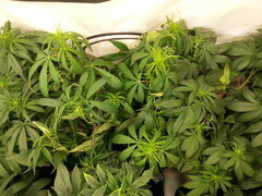 GOLDEN TIGER 3rd VERSION, ACE SEEDS