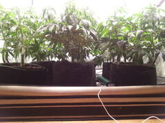 12/12 +7 sous les jupes