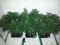 Jack El Frutero, Golden Tiger 3rd version, Fizzy Fuel, FLO +12