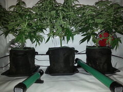 Jack El Frutero, Golden Tiger 3rd version, Fizzy Fuel, FLO +12