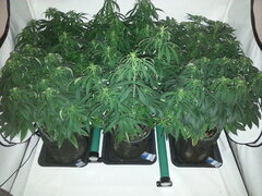 Eleven Roses, Haze x Kali China, Motor Mints, FLO +12