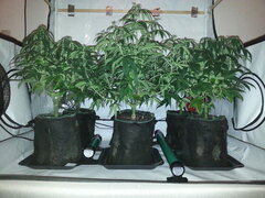 Eleven Roses, Haze x Kali China, Motor Mints, FLO +12