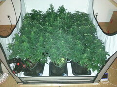 Zamaldelica, Kosher Kush, Frosty's Lemon Pie, FLO +12