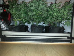 Zamaldelica, Kosher Kush, Frosty's Lemon Pie, FLO +12