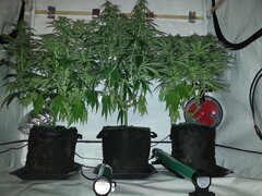 FLO +22, Jack et Frutero, Golden Tiger 3rd version, Eleven Roses