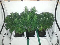 FLO +22, Jack et Frutero, Golden Tiger 3rd version, Eleven Roses