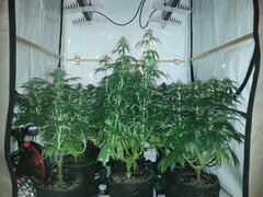 FLO +22, Kosher Kush, Haze x Kali China, Motor Mint