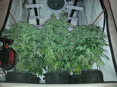 FLO +22, Kosher Kush, Haze x Kali China, Motor Mint