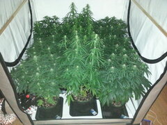 FLO +22, Kosher Kush, Haze x Kali China, Motor Mint