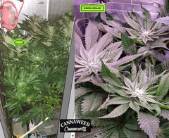 La Green Crack