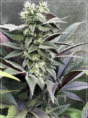 FLO+46 Scrog cut x Grand Gotti  .jpeg