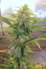 BLACK BOMB & CRYSTAL QUEEN