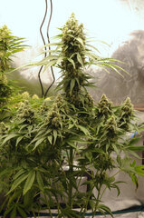 BLACK BOMB & CRYSTAL QUEEN